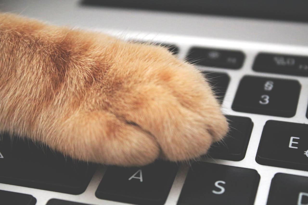 A fluffy orange cat paw rests on a black computer keyboard, symbolizing tech and pets merging.
