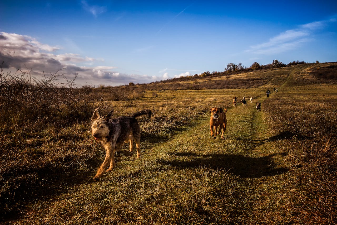 A pack of dogs enjoying a run in a grassy field under a bright blue sky in Budapest.