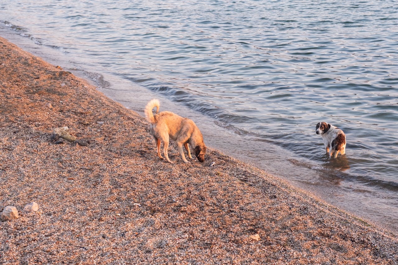 Two dogs on a serene beach, one digging and another in the water, enjoying a summer day.