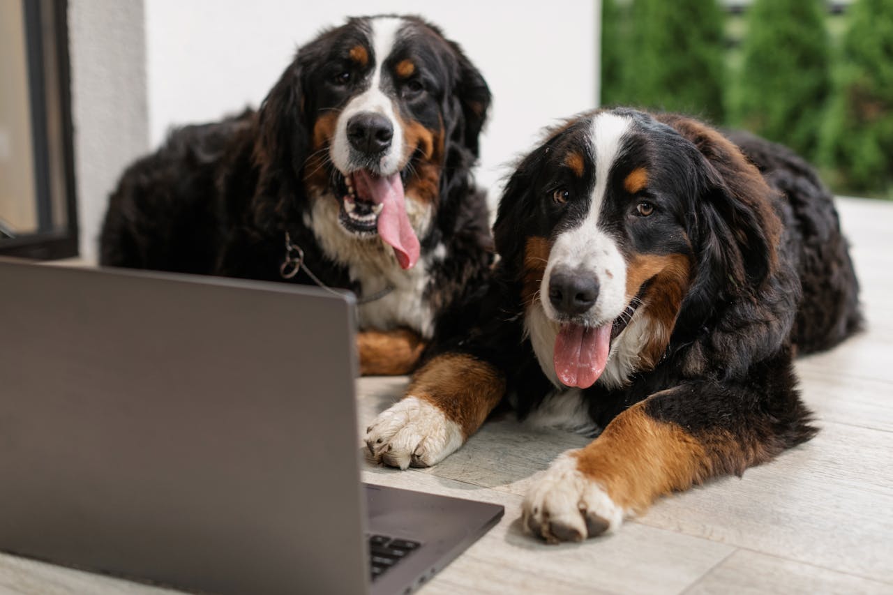 Two Bernese Mountain Dogs relaxing on a porch next to a laptop.